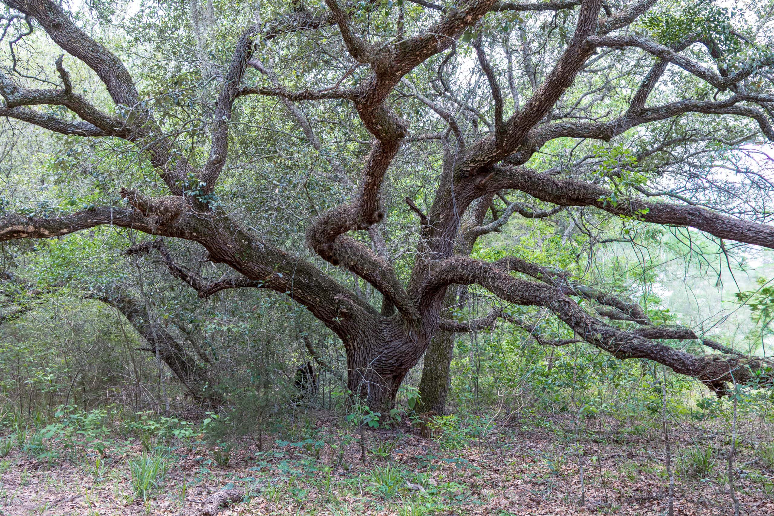 47-acre New Ulm Texas ranch land for sale in Austin County with rolling terrain and live oak trees