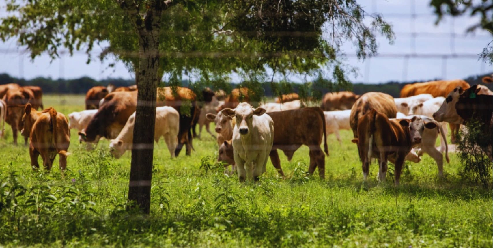 Cattle on South Texas rangeland, near the counties where the first U.S. screwworm cases were confirmed in June 2026