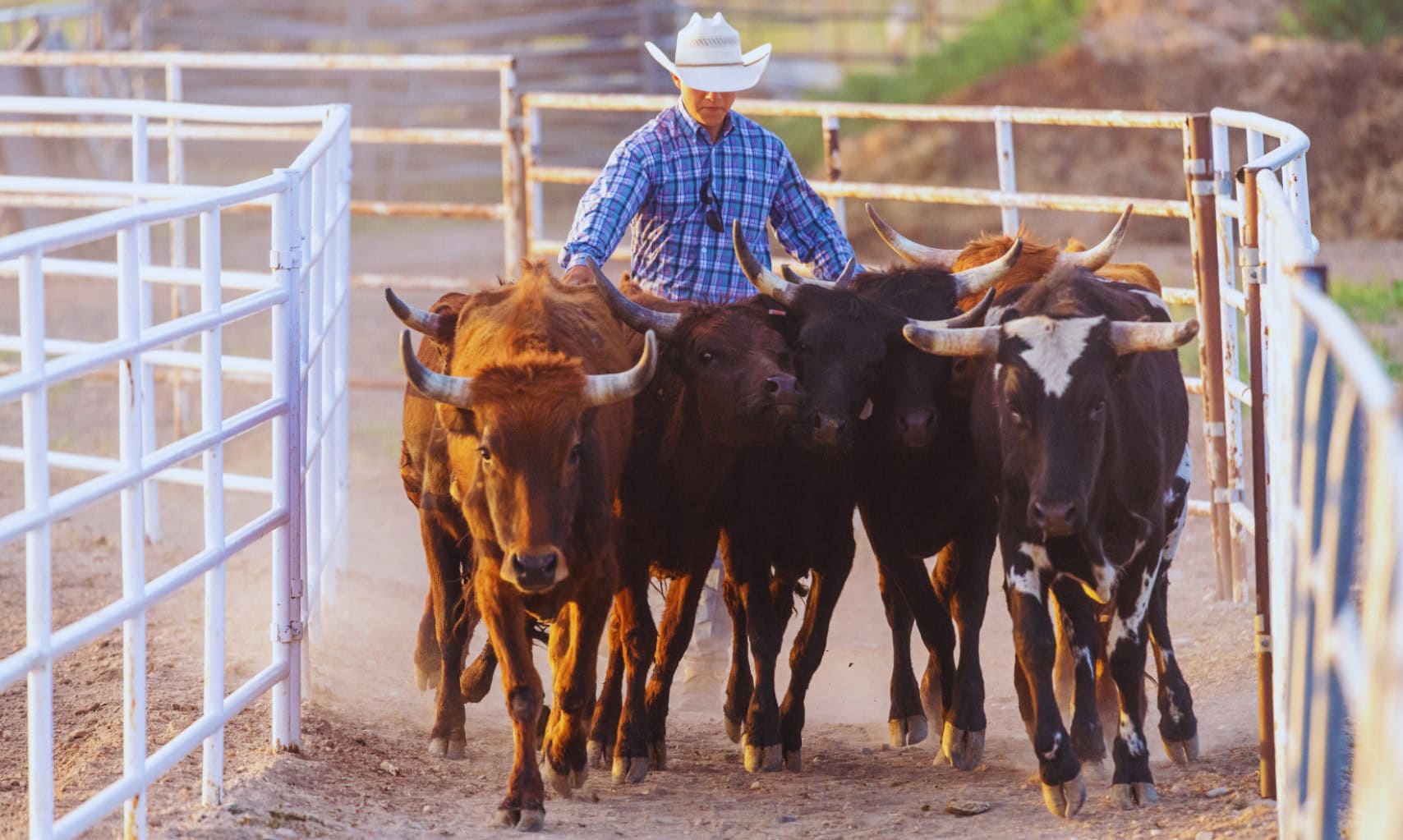 The Screwworm Is Back in Texas. Here's What Landowners Need to Know.