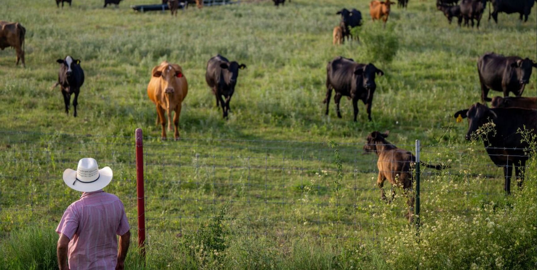 Texas rancher working a cattle herd during screwworm surveillance