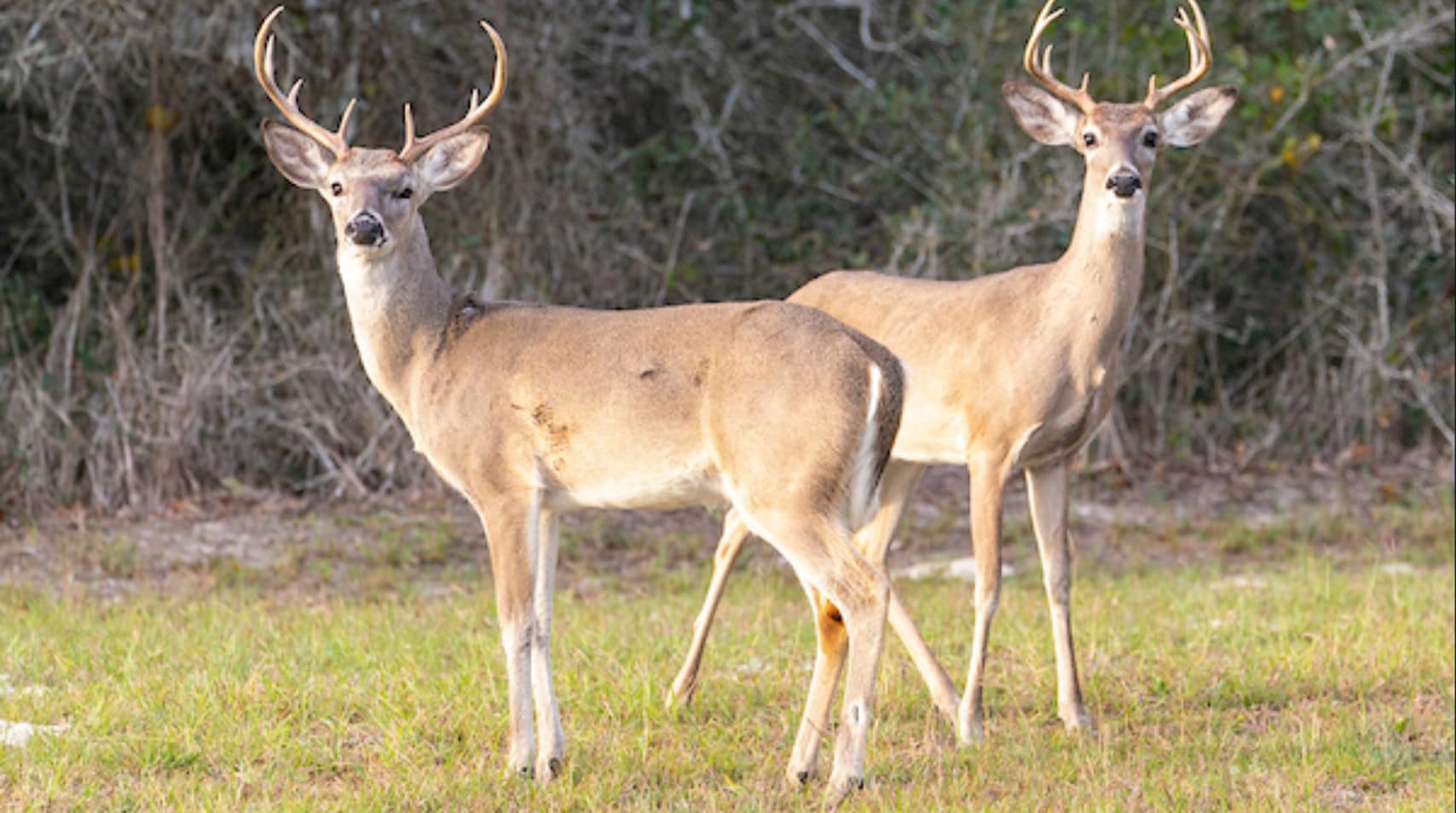 Native wildlife — including Texas whitetail — are vulnerable too, raising the stakes for recreational and wildlife properties.