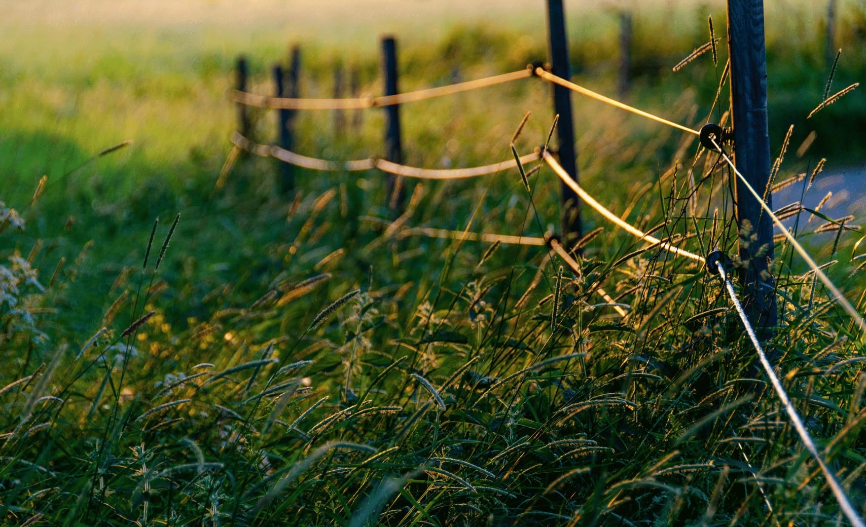 Rolling Texas ranch pasture with live oak trees and a pipe fence near the Houston growth corridor